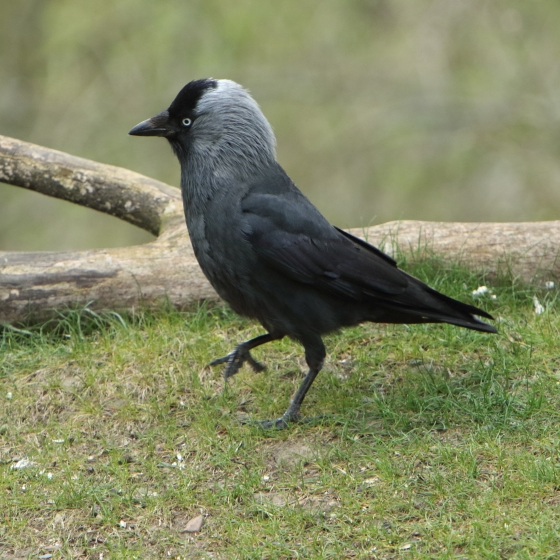 Jackdaw, John Proudlock