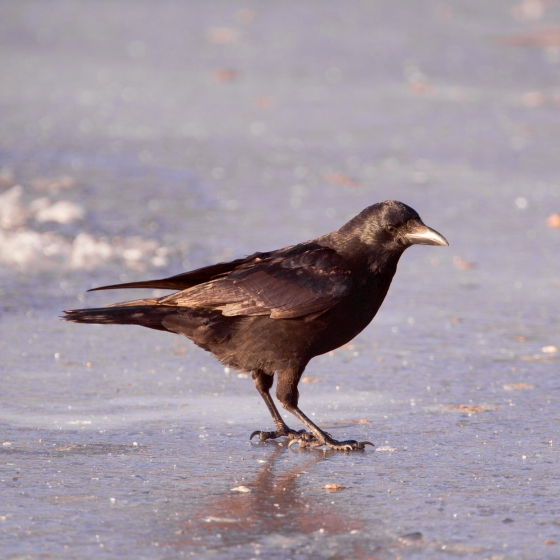 Carrion Crow, Edmund Fellowes