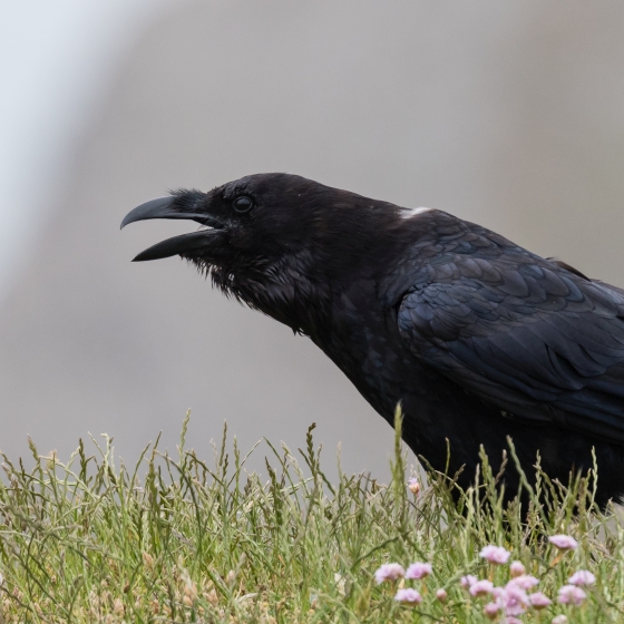 Raven, Philip Croft