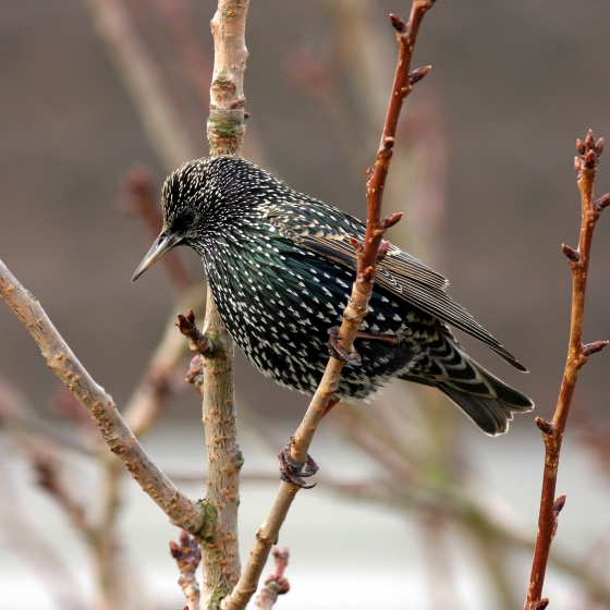 Starling | BTO - British Trust for Ornithology