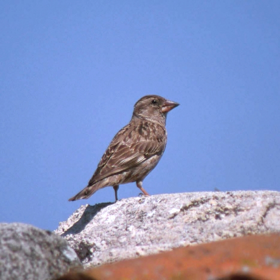 Rock Sparrow, Neil Calbrade