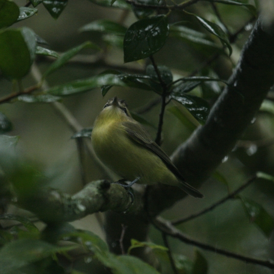 Philadelphia Vireo, Simon Gillings