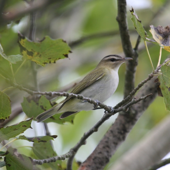 Red-eyed Vireo, Simon Gillings