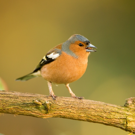 Chaffinch, Tom Streeter