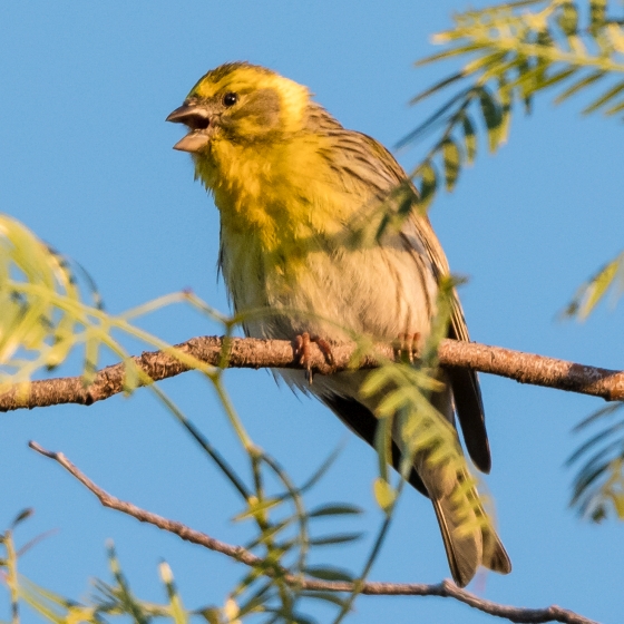 Serin, Philip Croft