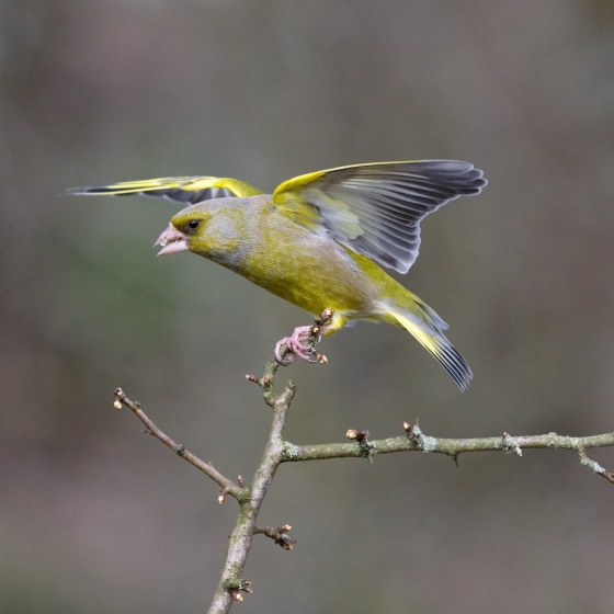 Greenfinch, Edmund Fellowes