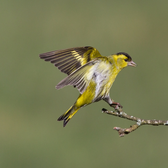 Siskin, Edmund Fellowes