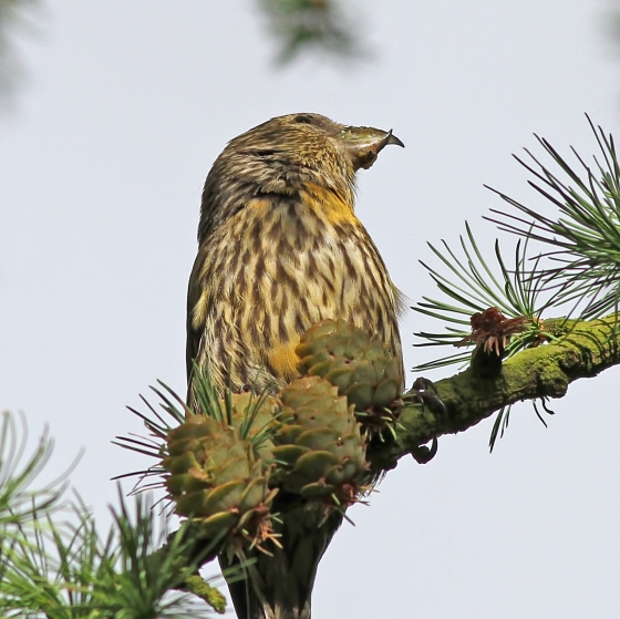 Common Crossbill, Dennis Atherton