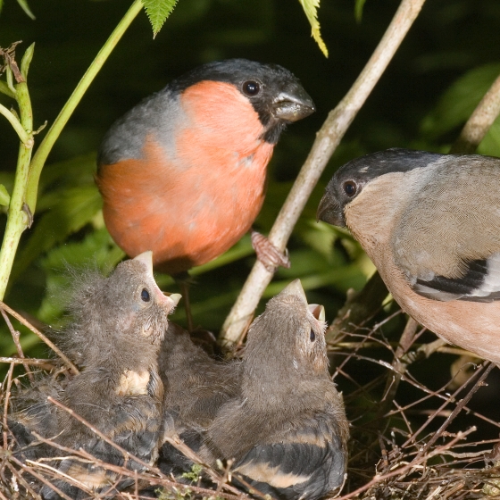 Bullfinch, John Harding