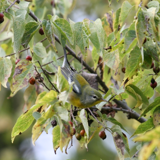 Northern Parula, Simon Gillings