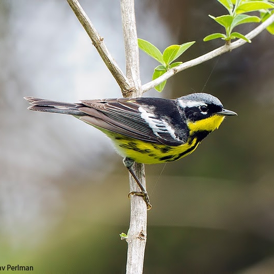 Magnolia Warbler, Yoav Perlman