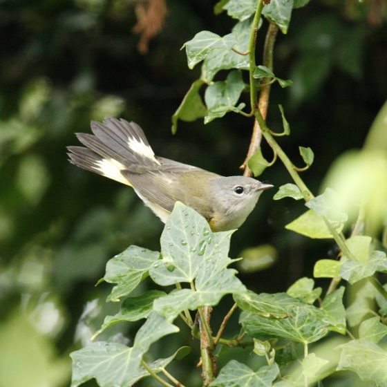 American Redstart, Simon Gillings