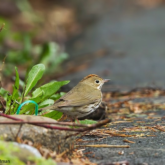 Ovenbird, Yoav Perlman