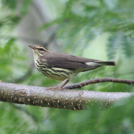 Northern Waterthrush, Simon Gillings