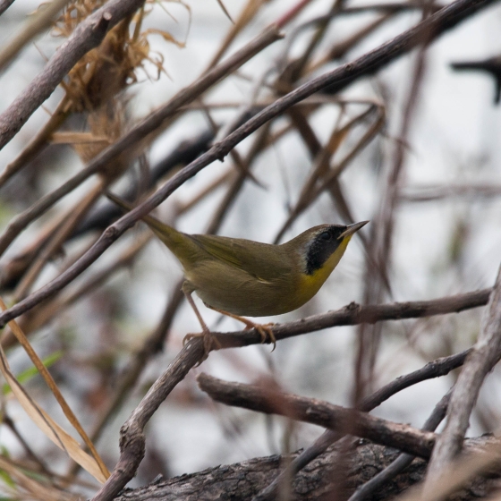 Common Yellowthroat, Philipp Boersch-Supan