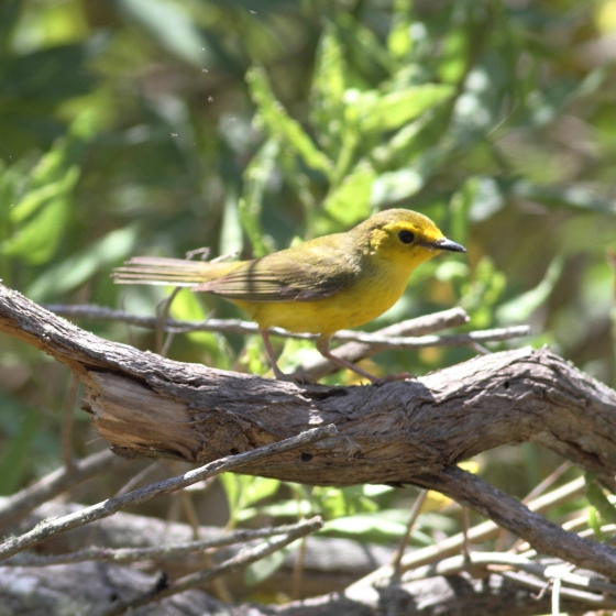 Hooded Warbler, Brendan Doe