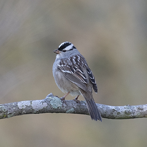 White-crowned Sparrow, Neil Calbrade