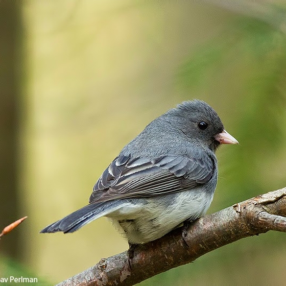 Dark-eyed Junco, Yoav Perlman