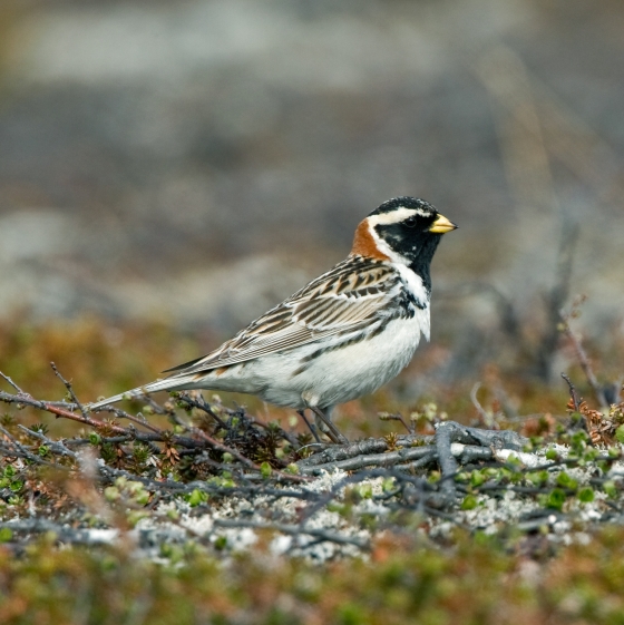 Lapland Bunting, Chris Knights