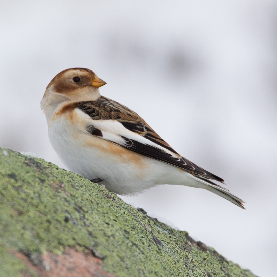 Snow Bunting, Liz Cutting