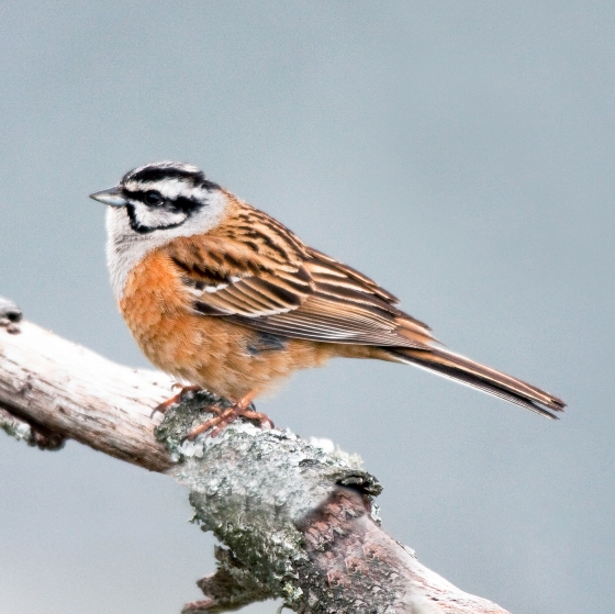 Rock Bunting, John Harding