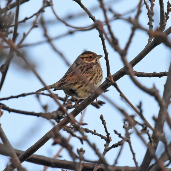 Little Bunting, Moss Taylor