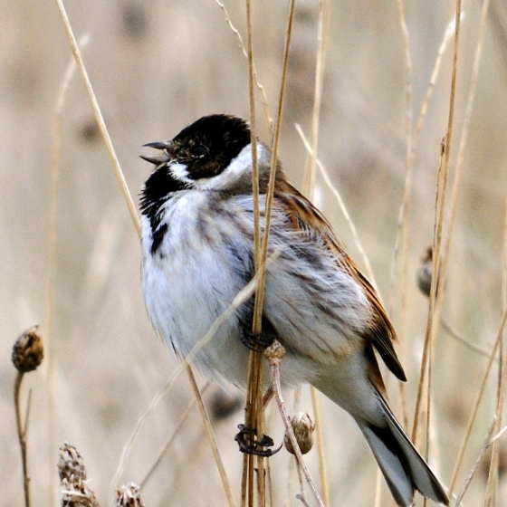 Reed Bunting, Amy Lewis