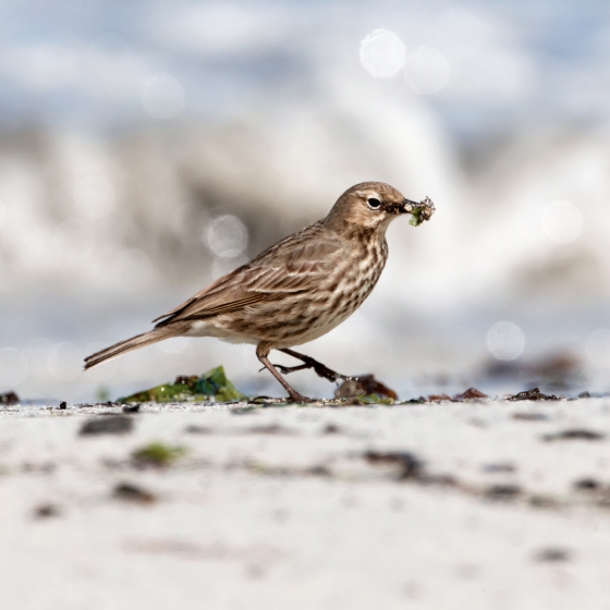 Rock Pipit, Edmund Fellowes