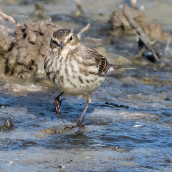 Water Pipit, Philip Croft