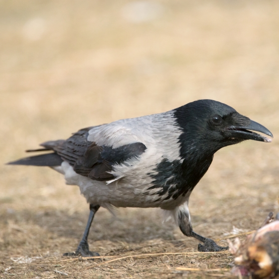 Hooded Crow, Edmund Fellowes