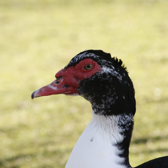 Muscovy Duck, Simon Gillings