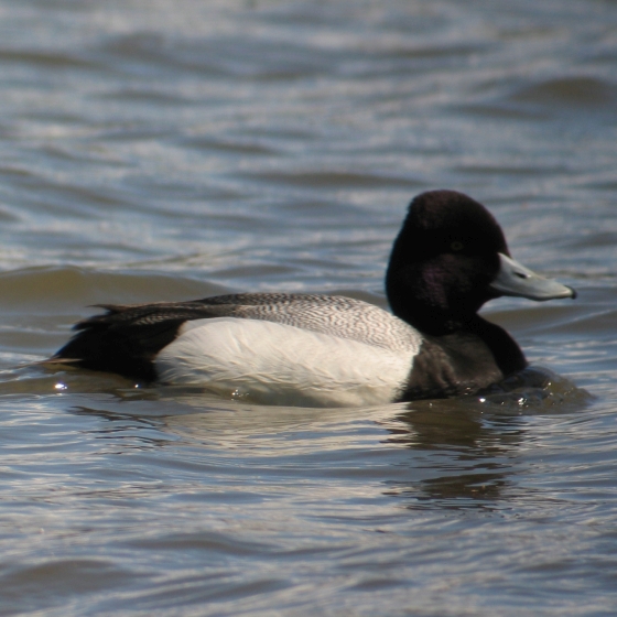 Lesser Scaup, Simon Gillings