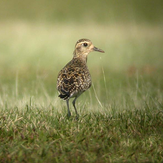 Pacific Golden Plover, Brendan Doe