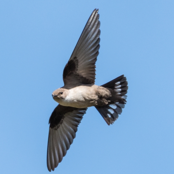 Crag Martin, Philip Croft