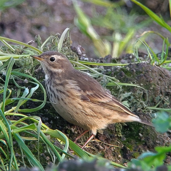 Buff-bellied Pipit, Toby Carter