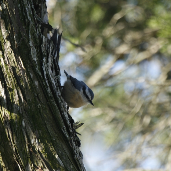 Red-breasted Nuthatch, Simon Gillings