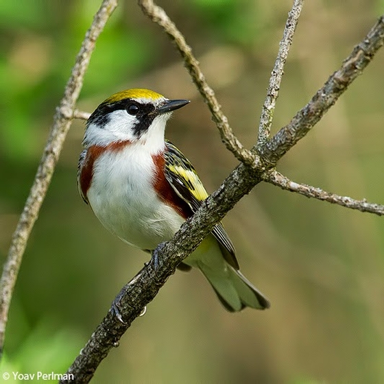 Chestnut-sided Warbler, Yoav Perlman