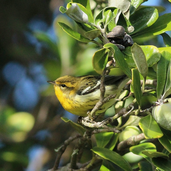 Blackburnian Warbler, Toby Carter