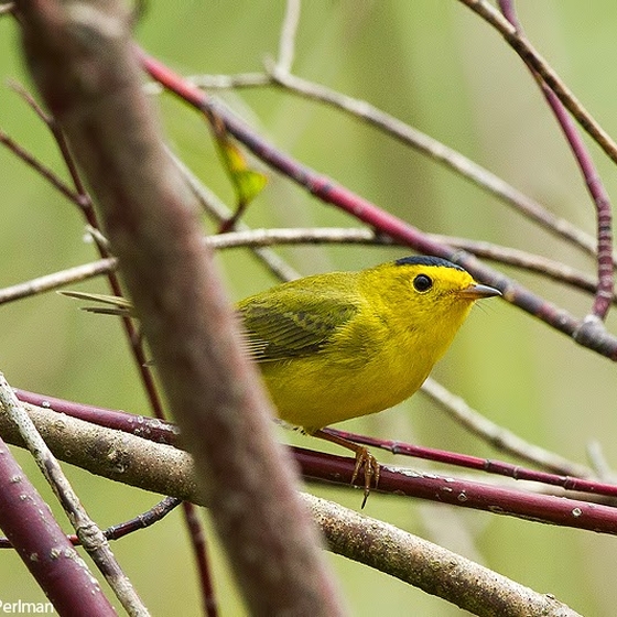 Wilsons Warbler, Yoav Perlman