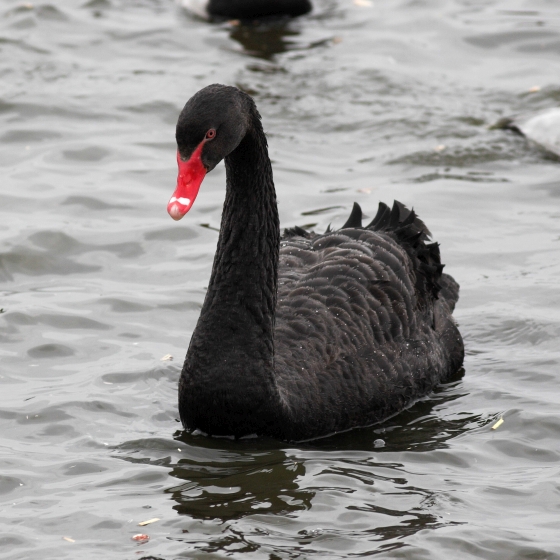Black Swan, Allan Drewitt