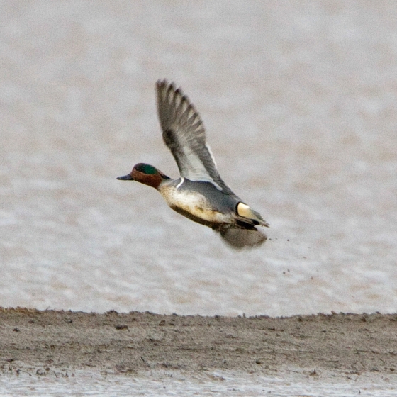 Green-winged Teal, Graham Catley