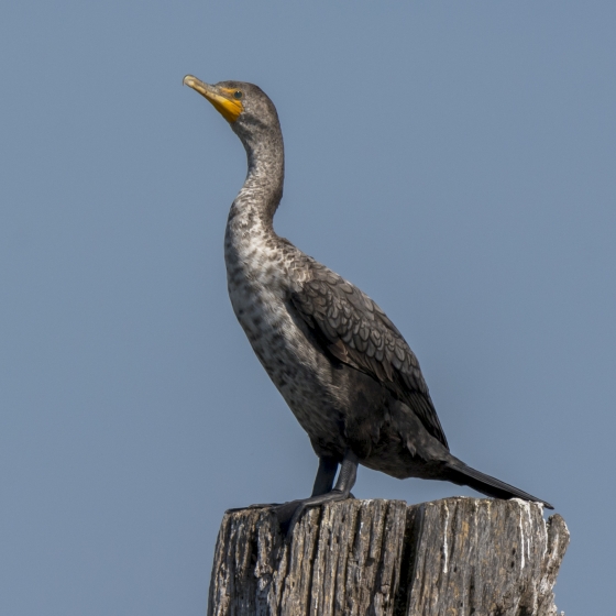 Double-crested Cormorant, Ruth Walker
