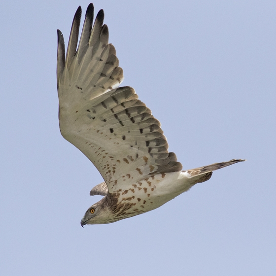 Short-toed Eagle, Yoav Perlman