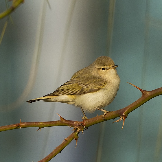 Eastern Bonellis Warbler, Yoav Perlman