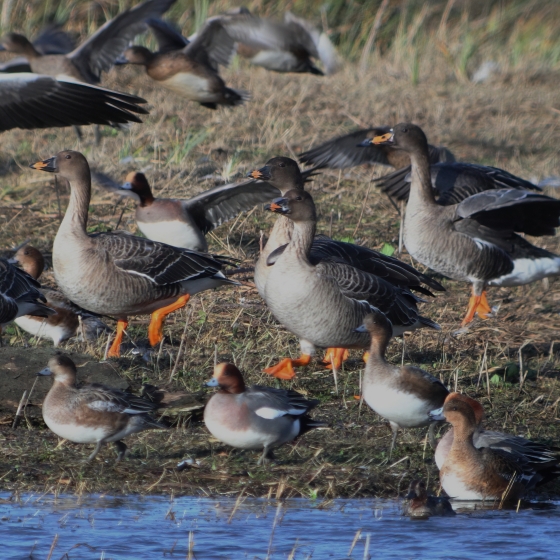 Tundra Bean Goose, Brendan Doe