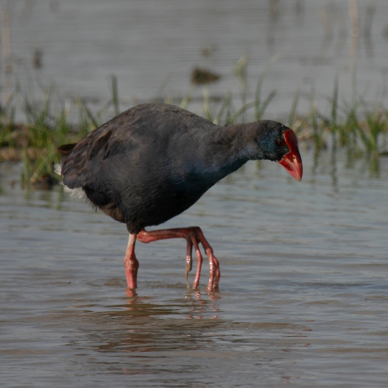 Western Swamphen, Scott Mayson