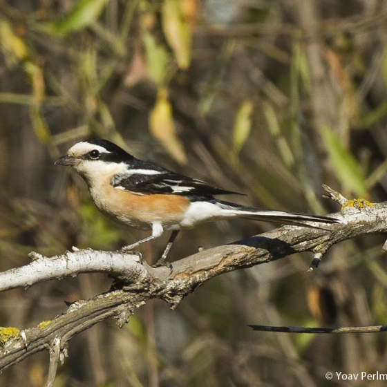 Masked Shrike, Yoav Perlman