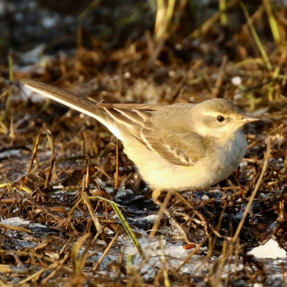 Eastern Yellow Wagtail, Tom Cadwallender