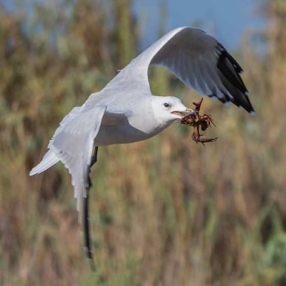 Audouin's Gull, Philip Croft