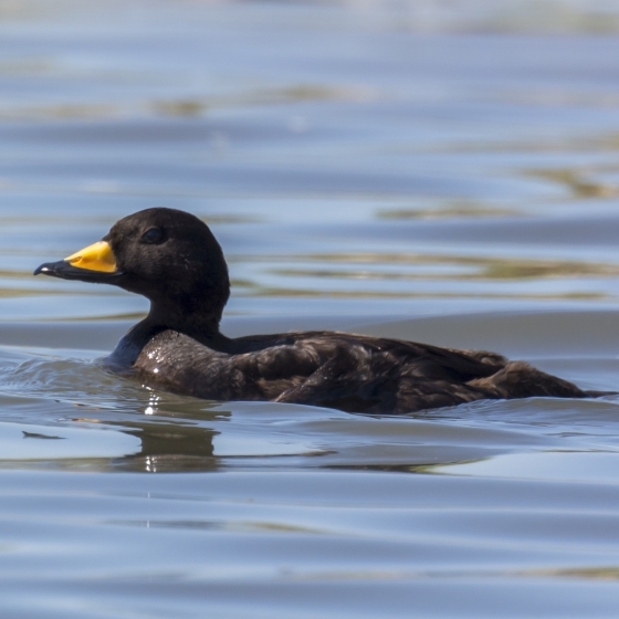 Black Scoter, Ruth Walker